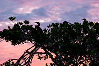 Cormorants And Anhingas (Phalacrocoracidae)