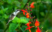 Hummingbirds, Sunbirds & Sugarbirds