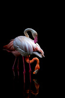 Flamingos Flamingo Gardens