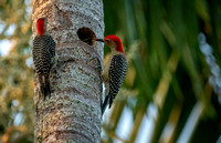 Woodpeckers & Sapsuckers (Picidae)