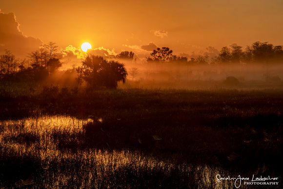 Everglades Awakening