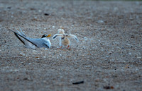 Least terns for sharing