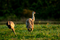 Cranes & Limpkins (Aramidae)