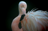 Flamingo gardens animal portraits